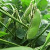 【経過報告】枝豆の生育状況