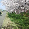 今日は晴れ、暖かい日、桜最後か