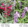 「秋の雑草・庭の花」2　秋の植物の代表ススキ．おんめ様には細葉の品種が上品に植えられていました．近所の溝の土手のイタドリ（スカンポ）は大きくなって花を咲かせています．その隣に繁茂していた正体不明の植物．カラムシ属か．クワクサは名前はかわいらしいが何の変哲もない雑草．かわいそうな名前を付けられたハキダメギク．何軒かのお宅に植えられた萩の花が開きはじめています．わが家ではサルビアの花が秋を告げています．