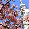 スカイツリーと河津桜の絶景撮影スポット「東武橋」｜2025年開花状況（東京都墨田区）