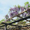 小田原城「御感の藤」・・・昨日の開花状況