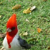 《ハワイ旅》野鳥日記