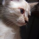マタタビの実