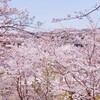 桜さくら、一粒万倍日追記