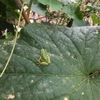 夏の終り。残暑の家庭菜園のキュウリやミニトマト