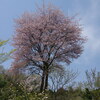 里山の桜