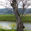 海津・中江川の桜