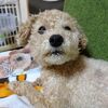 ニゴくんようやくかさぶたが取れる