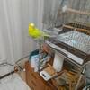 トゥッティ（セキセイインコ）と暮らしはじめて5年。毎日が本当に尊い。