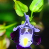 雨の合間に撮ったカマラでの花の写真