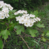 102  One-Seeded Hawthorn