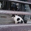 OBさん、ダウン。（水曜日、晴れ）