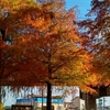 皇子山公園の紅葉