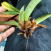 ベランダ模様替えと藤開花