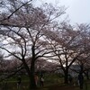 ＊『今日の桜』と『白ゆき姫殺人事件』