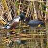 葛西臨海公園で探鳥