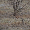 ミナミスナバシリ Burchell's Courser