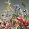 野鳥が盛んに訪れます。