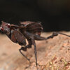 マオウカレハカマキリ 