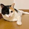 家猫歴２年で猫は貫禄でますね