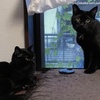 見分けがつかない黒猫Ｓ