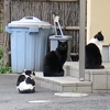 ３月２７日　王子周辺で猫さま歩き　とその情景