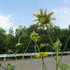 夫っとが平場に引っ越したお家から花を頂いて来ました😺