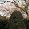 結崎面塚公園の桜並木