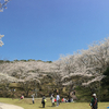 いちき串木野市「観音ヶ池市民の森」に桜を見に行ってきました