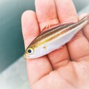 釣りめもらんだむ