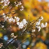 紅葉と冬桜「奥卯辰山健民公園」（後編）