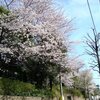 渋谷松涛の桜