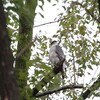 風が強く探鳥しづらい日(大阪城野鳥探鳥 2017/11/11 8:15-14:45)