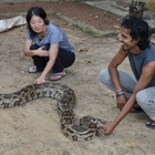 インドニシキヘビさん 馬路村の皆さん元気ですか インドニシキヘビさん 馬路村の皆さん元気ですか