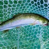 2024.4.22FISHING POOL PARK INAGE  （フィッシングプールパーク稲毛）