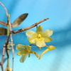 Dendrobium flos-wanua    
