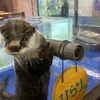 14 「ゼロ距離水族館 伊勢シーパラダイス」雨でも子連れで楽しめる屋内アミューズメント！