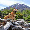 こげちゃんと富士山さんぽ