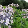 紫陽花2026 相模原北公園 —— 今年のコンディションと手持ちハイレゾの失敗談