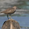 アメリカイソシギ(Spotted Sandpiper)かな？