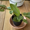 フィカス・アルテシマ：挿し木から植え替えへ