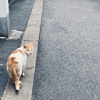 上海のラストさんぽは、シュールでミステリアスな迷路のような路地