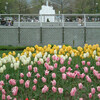 おまけの写真： 大通公園