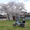 桜とクロスカブ＆今日の独り言