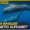 アメリカ　AIでマッコウクジラが使う「言葉・音声文字」が発見されました