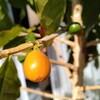 コーヒーの実が色付き始めました