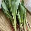 北海道の春を感じる『ギョウジャニンニク』