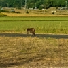 有害鳥獣の被害が深刻な山口県北西部。その駆除に奮闘する、猟友会の皆さん。