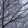 朝の雪 と あけぼの山公園の梅