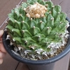 帝冠